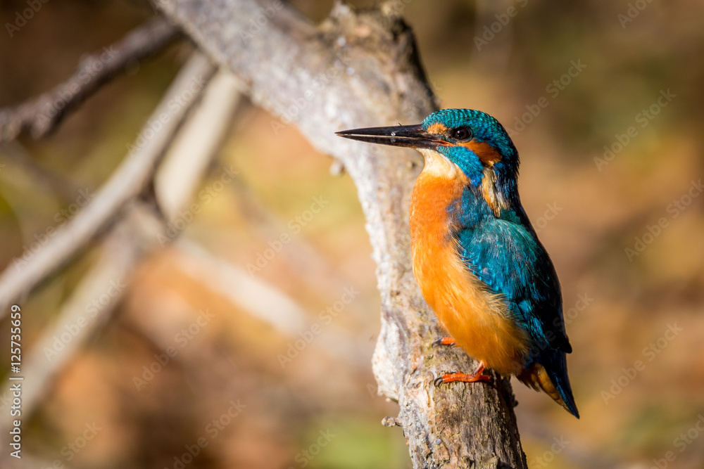 Fototapeta premium kingfisher eating beautiful color in blue and brown