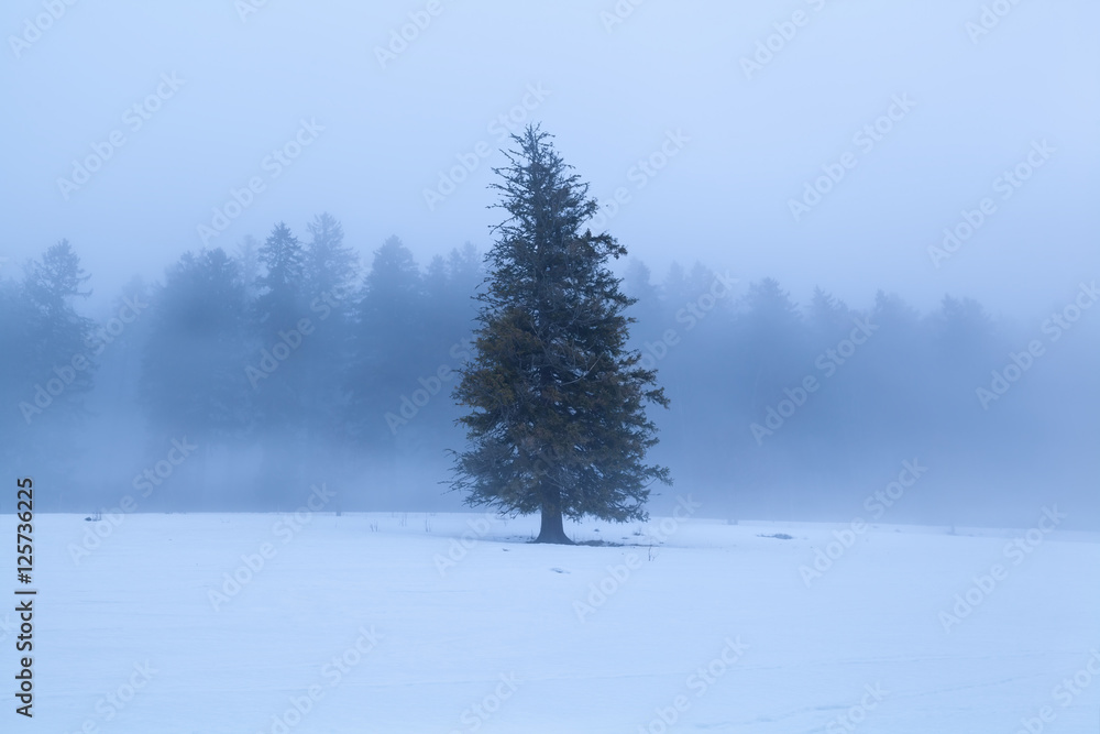 spruce tree during winter foggy morning spruce tree during winter foggy morning