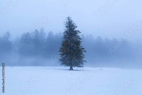 spruce tree during winter foggy morning