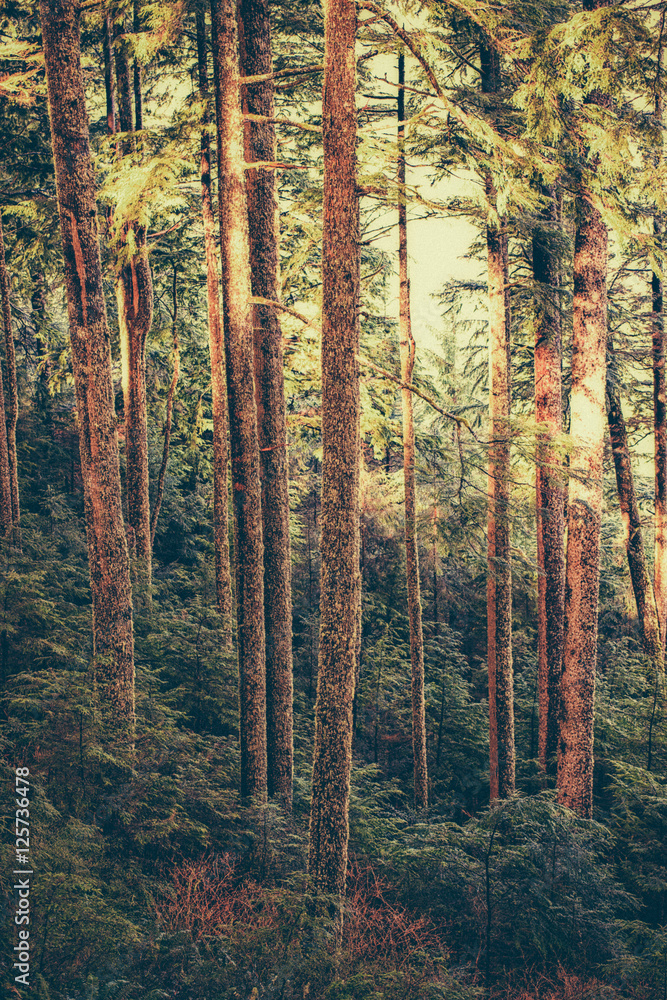 Fototapeta premium The trail waits