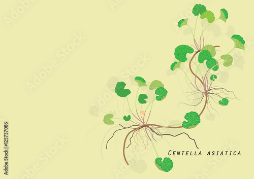 Gotu  kola herb plant  isolated picture  for object or background