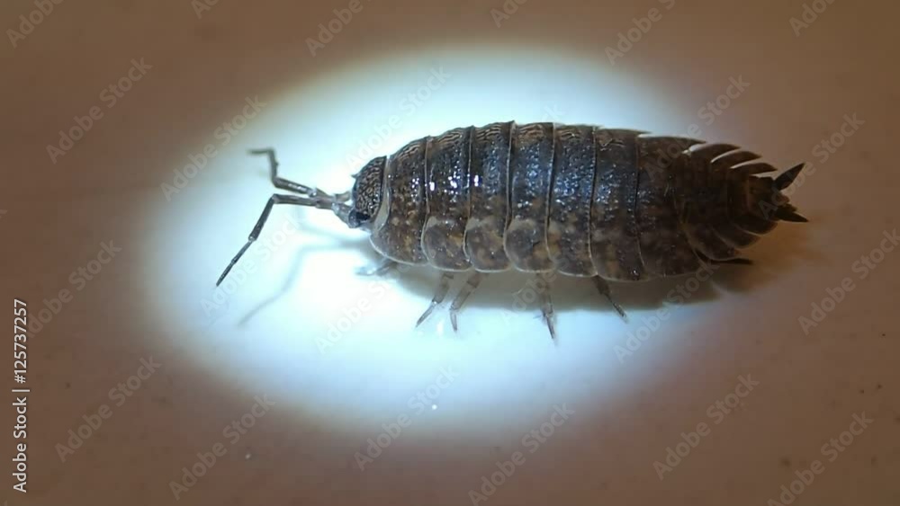 Crustacean moving its back side and after live the frame Crustacean moving its back side and after live the frame
