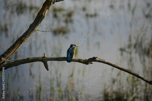 Fotografie Martin Pescatore