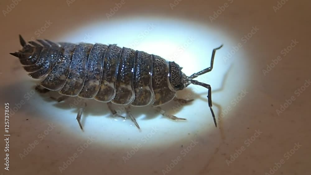 Crustacean moving its back side 