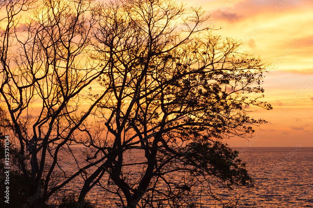 Tree branches silhouette by the sea and sky background at sunrise. Tree branches silhouette by the sea and sky background at sunrise.