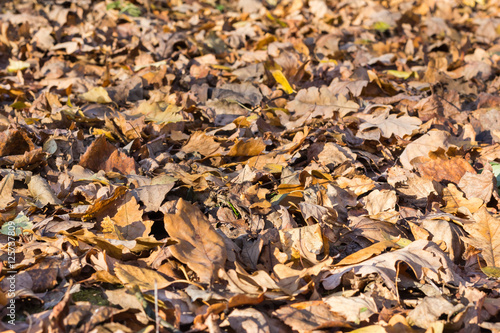 Fallen leaves of oak and birch trees in autumn