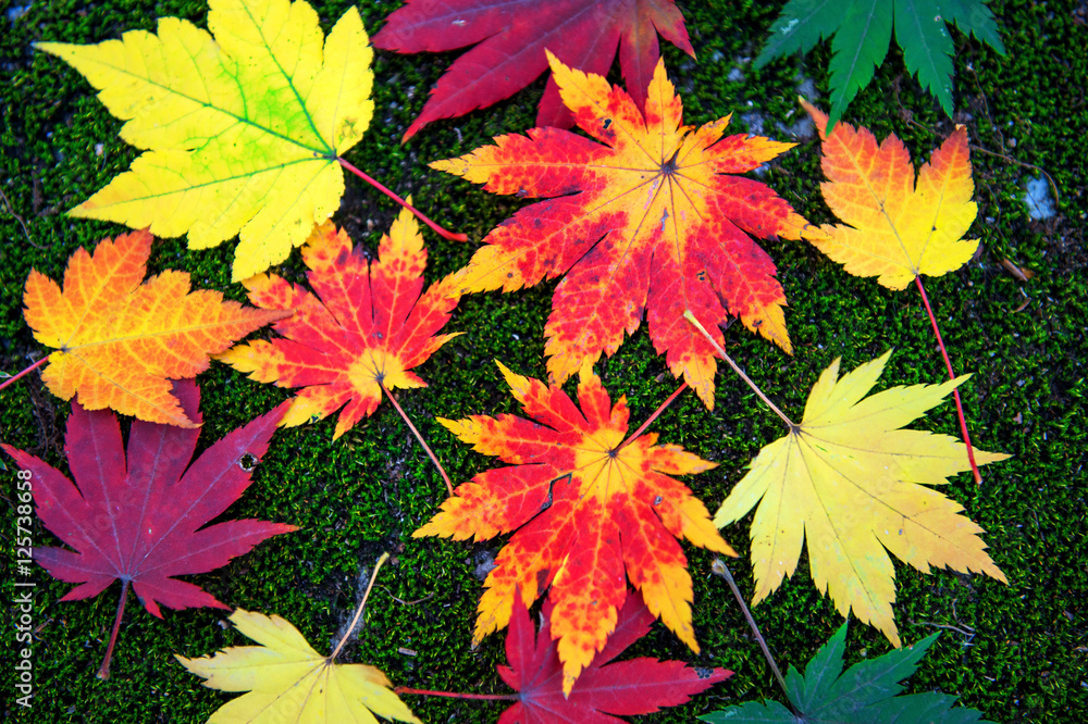 Maple leaf in autumn in korea. Maple leaf in autumn in korea.