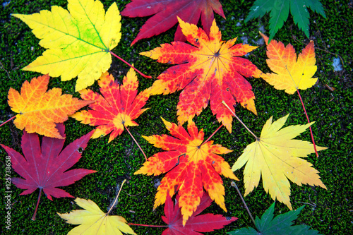 Maple leaf in autumn in korea.