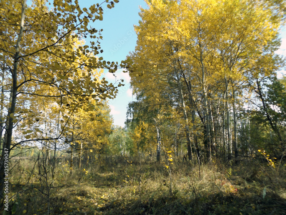 Fototapeta premium Spacer po lesie