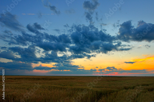 Landscape  sunny dawn in a field