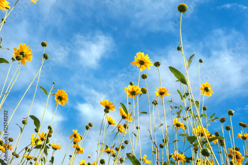 Field of fresh yellow daisies on blue sky background