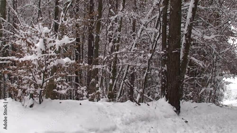 Neuschnee im Wald (horizontaler Kameraschwenk) Neuschnee im Wald (horizontaler Kameraschwenk)