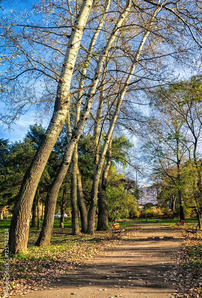 Fototapeta premium Crooked trees in the park, autumn