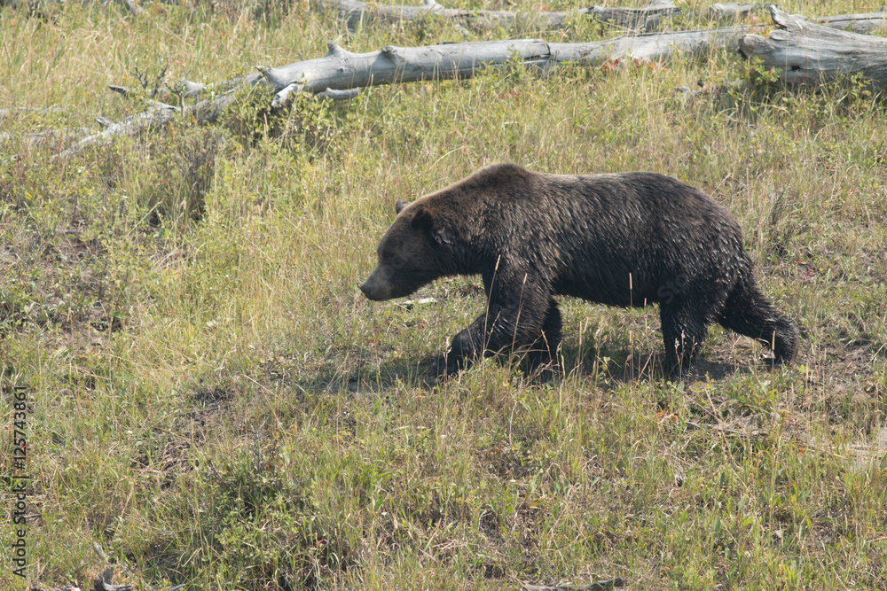 Grizzly bear walking in grass in Yellowstone