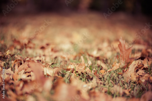 Autumn Leaves on Ground