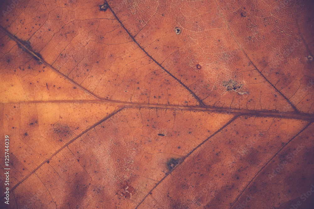 Fototapeta premium Oak Leaf Veins