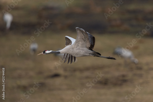 Common crane in a wetland at a stopover site