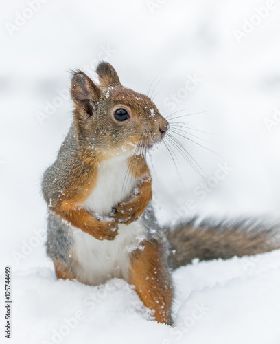 Squirrel