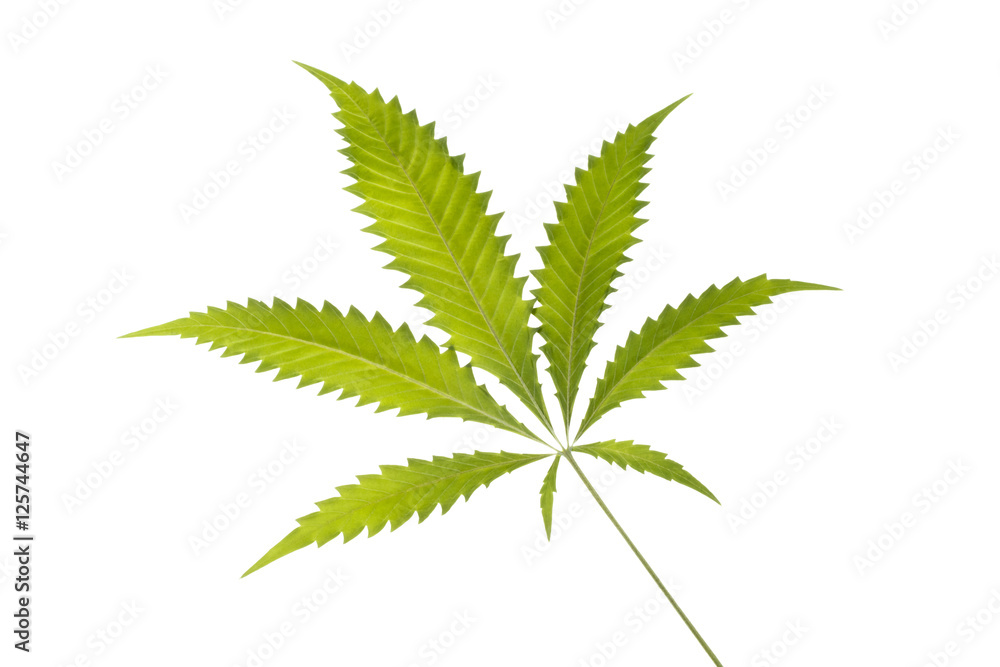 Cannabis Blatt Cannabis Blatt