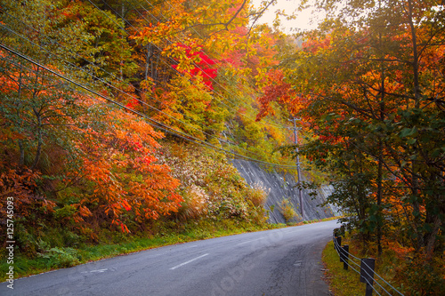 Autumn scene with road in forest at Japan