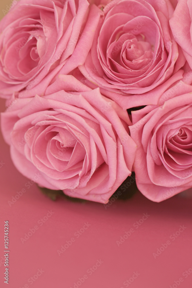 pink roses on a pink background pink roses on a pink background