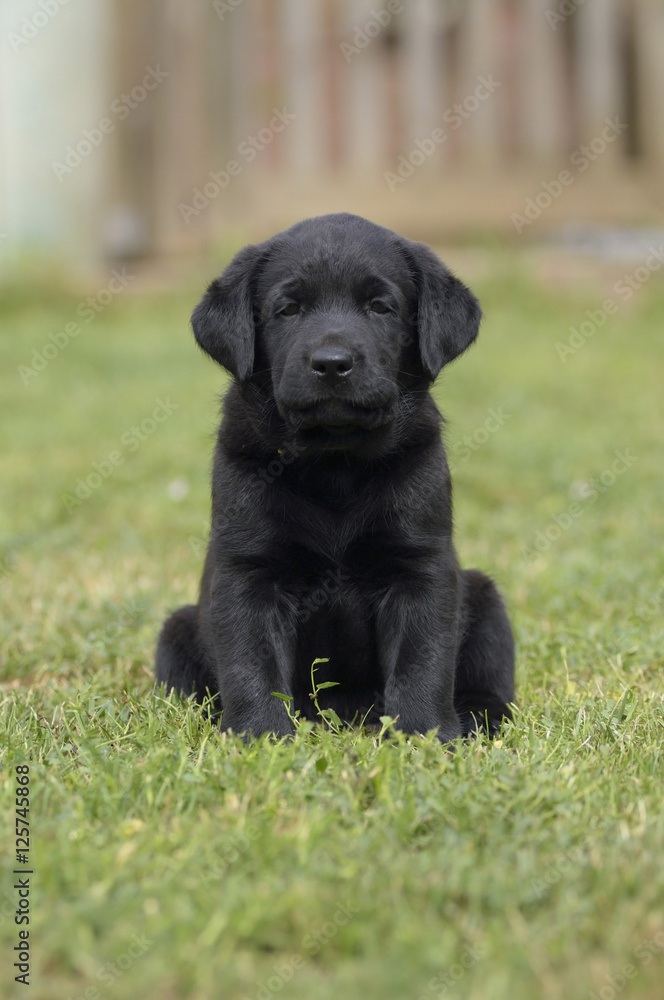 Schwarzer Labrador Welpe sitzt auf einer Wiese