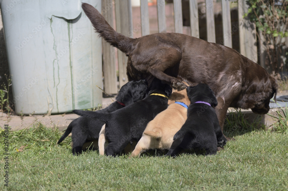 Hundemutter beim säugen der Welpen Hundemutter beim säugen der Welpen