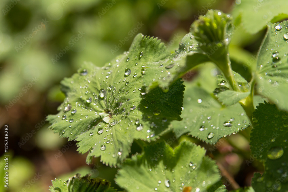 Water Drops On A Leaf Water Drops On A Leaf