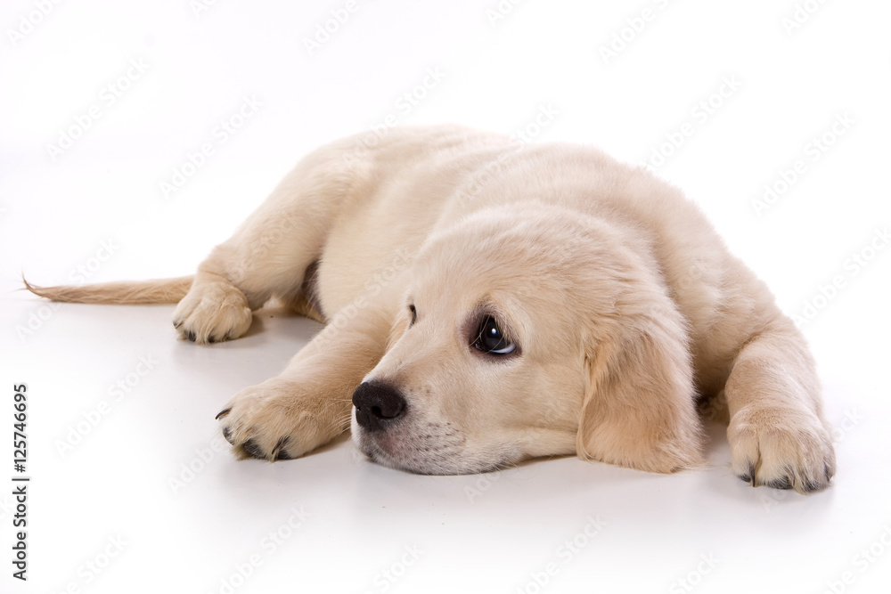 Beige puppy Labrador (isolated on white) Beige puppy Labrador (isolated on white)