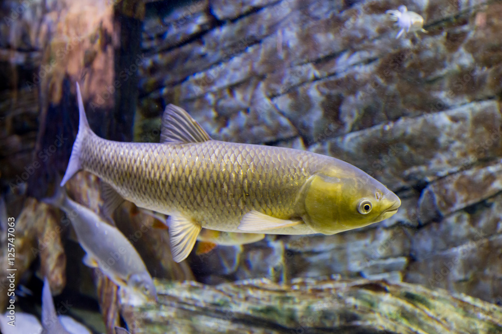 The white Amur fish in the big aquarium. Ctenopharyngodon idella The white Amur fish in the big aquarium. Ctenopharyngodon idella
