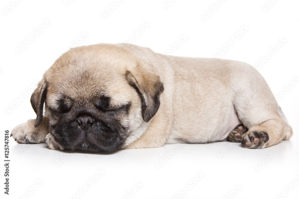Puppy pug (isolated on white)