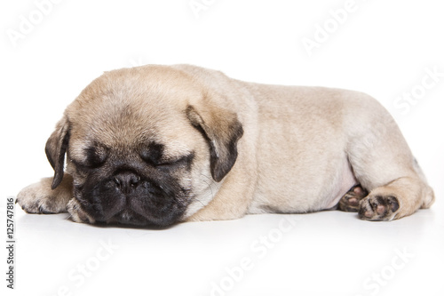 Puppy pug (isolated on white) © Dixi_