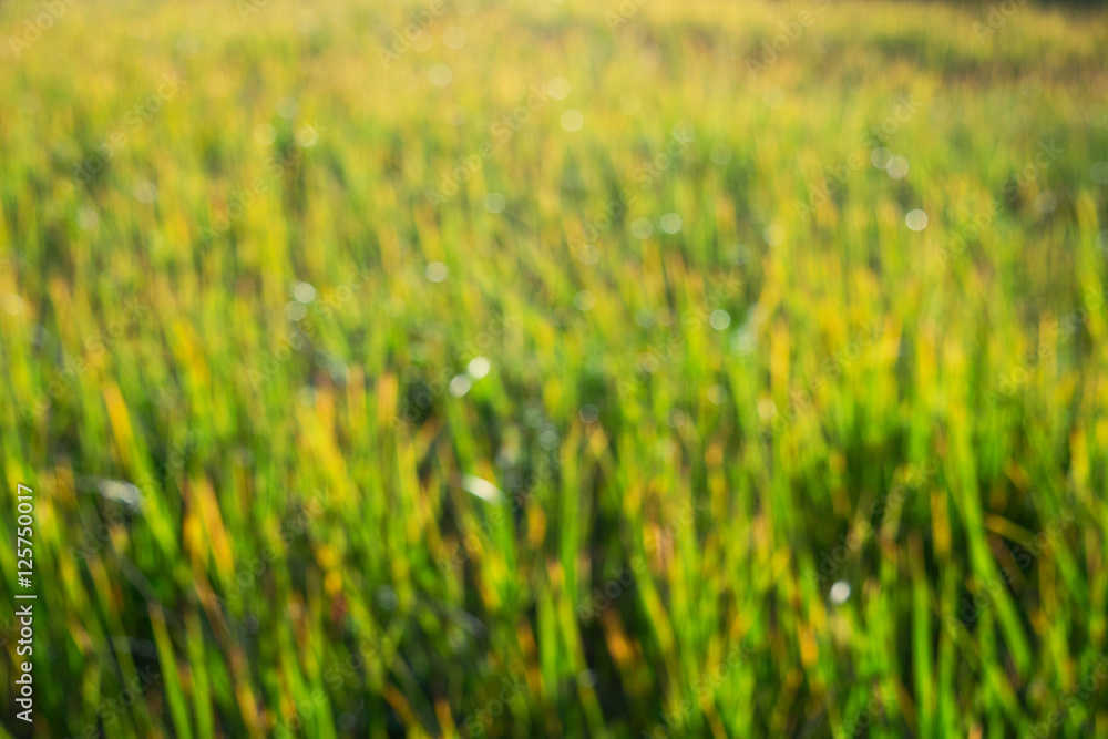 bright yellow green grass in autumn sunlight with bokeh abstract background bright yellow green grass in autumn sunlight with bokeh abstract background
