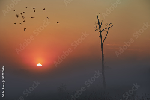 Zaschnięte drzewo w porannej mgle podczas wschodu słońca, odlatujące stado ptaków