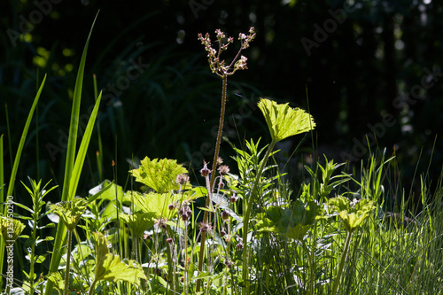 Pflanzen am Gartenteich