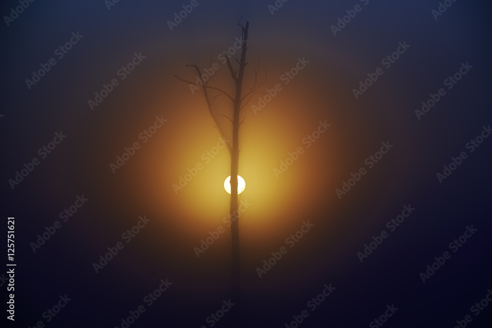 Zaschnięte drzewo w porannej mgle podczas wschodu słońca, odlatujące stado ptaków - obrazy, fototapety, plakaty 