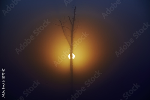 Zaschnięte drzewo w porannej mgle podczas wschodu słońca, odlatujące stado ptaków