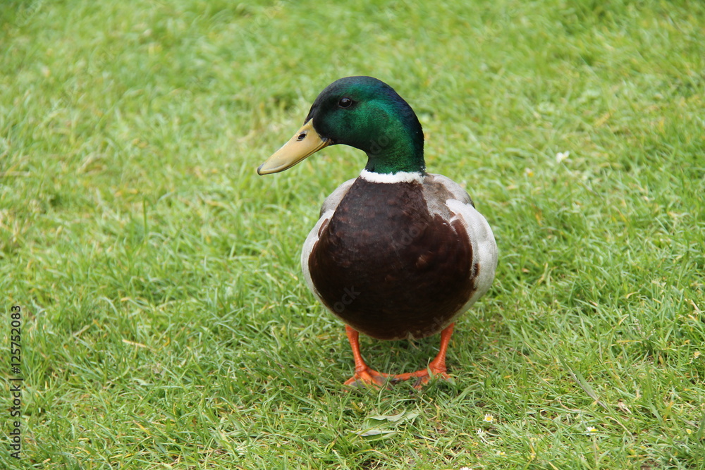 A Beautiful Mallard Duck Standing on a Grass Bank. A Beautiful Mallard Duck Standing on a Grass Bank.