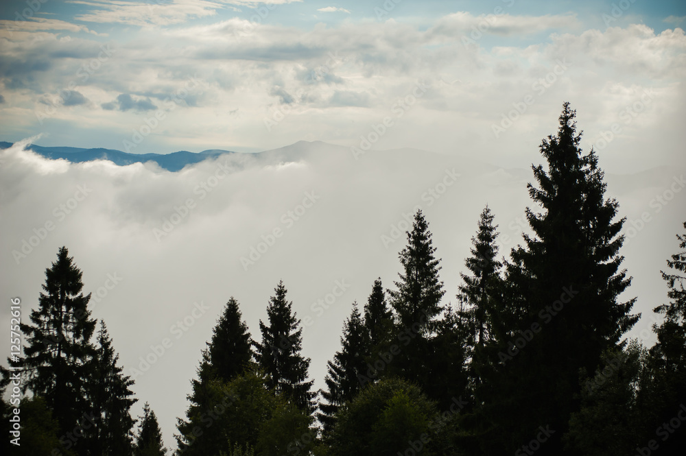 Fototapeta premium coniferous forest after the rain. young trees