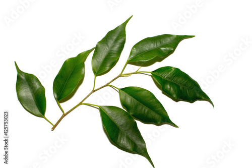 Green ficus leaves on a branch on white background