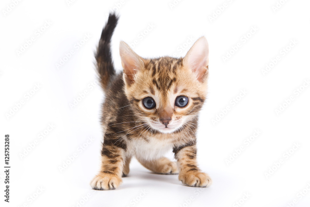 Funny Kitten Bengal cat (isolated on white)