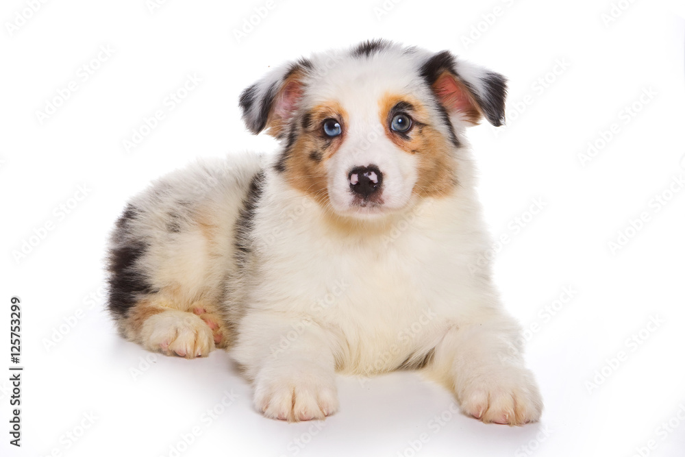 Puppy Australian Shepherd (isolated on white) Puppy Australian Shepherd (isolated on white)