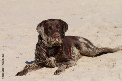 Dog Takes Sandbath