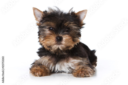 york dog puppy looking at the camera  isolated on white background 