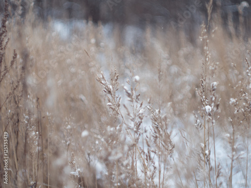 Wallpaper Mural winter background. spikelets covered with frost Torontodigital.ca