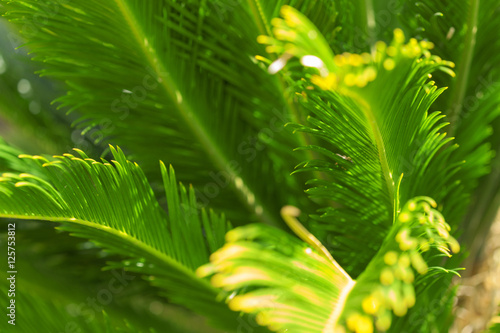 detail of green plant leaves  palm