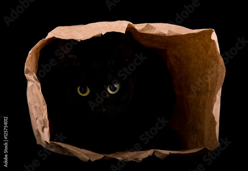 Fotografie Black cat hiding in the shadows of a paper bag, with her eyes gleaming in the da