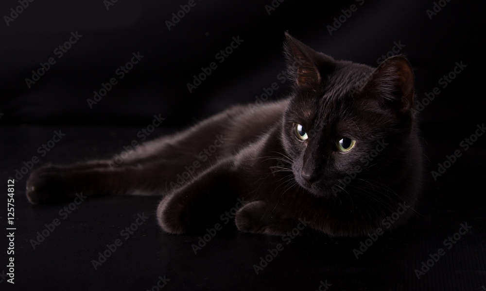Black cat resting against dark background, disappearing into the shadows