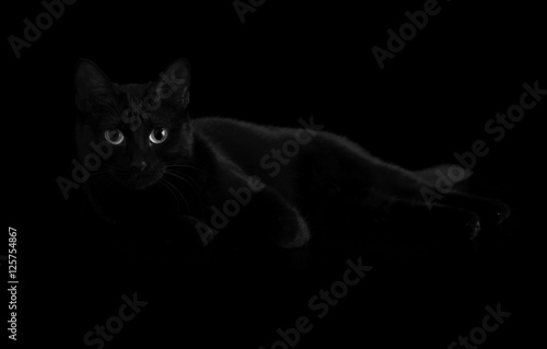 Fototapeta Naklejka Na Ścianę i Meble -  Beautiful black cat with striking eyes fading into shadows, in black and white