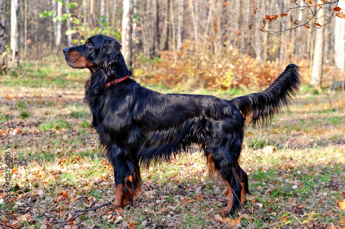  Setter Gordon in autumn forest